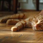 urine de chat sur parquet